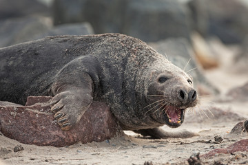 grey seal, halichoerus grypus, Helgoland