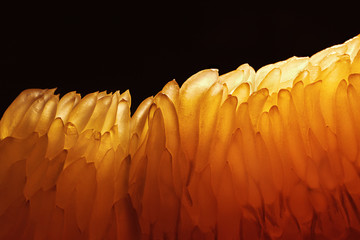 Lighting transparent orange citrus fruit segments.