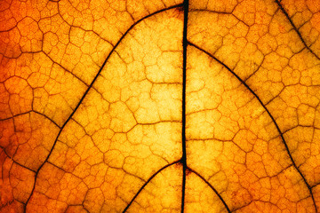 Lighted structure of a red yellow leaf.