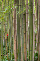 Obraz premium bamboo background