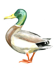 mallard duck on white background - obrazy, fototapety, plakaty