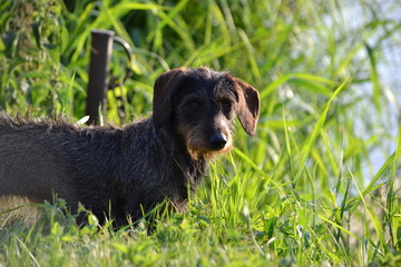 Teckel nain &agrave; poils durs dans les hautes herbes, chien de chasse couleur sanglier