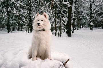 fluffy dog albino posing in the winter forest for a walk.