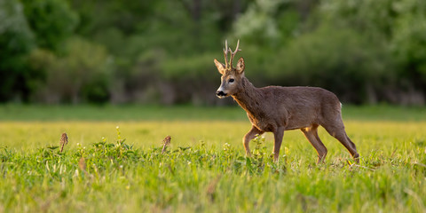 Roe deer, capreolus capreolus, buck in spring time at sunset. Backlit wild deer in nature.