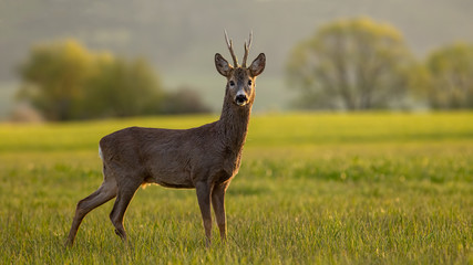 Naklejka na ściany i meble Roe deer, capreolus capreolus, buck in spring time at sunset. Backlit wild deer in nature.