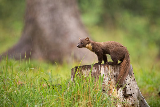 European pine marten, martes martes, standing on a stump in forest in rain. Small predator looking for a prey. Wildlife scenery from nature,