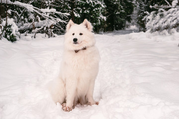 fluffy dog albino posing in the winter forest for a walk.