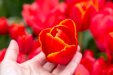 Bright red tulip bud in the hand of a girl against the background of a tulip field