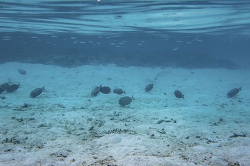 Underwater view of dead coral reefs and beautiful fishes. Snorkeling. Maldives, Indian ocean.