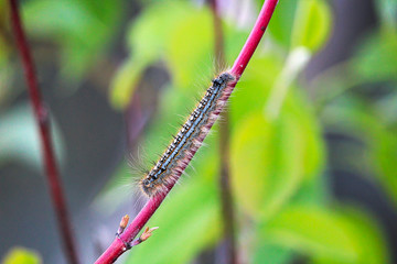 A forest tent caterpillar crawls on a branch