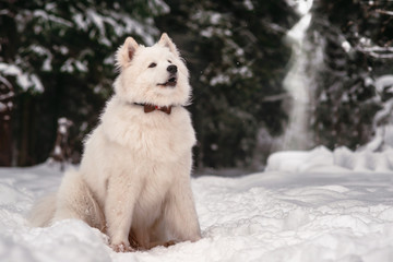 Obraz premium white fluffy dog in the winter forest for a walk.