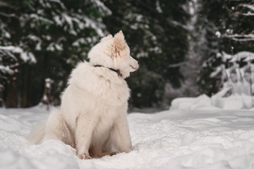 Thoroughbred, fluffy dog in the winter forest. Samoyed.