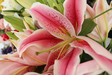 Lily flower