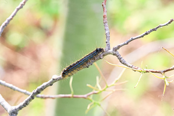 A caterpillar crawls on a branch stripped clean of all foliage
