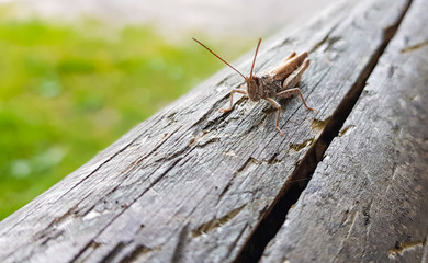 Grasshopper on wooden beam