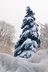 Snow-covered christmas tree in warm color toned