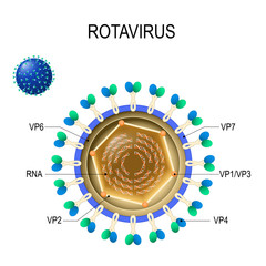 Rotavirus anatomy. Vector diagram of the location of rotavirus structural proteins.
