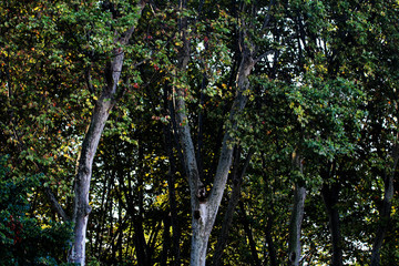 Detalles de ramas de árboles
