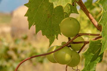 Closeup of green grapes on vine in late summer with blurred vineyard background - room for copy