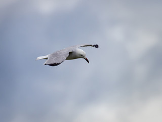 Audouin's gull (Larus audouinii) flying over the rice fields, near the lagoon of Valencia, Spain