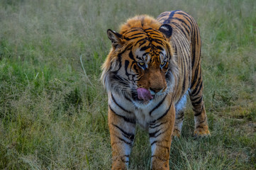 Fototapeta premium Close up Portrait of a cute Bengal Tiger in South Africa