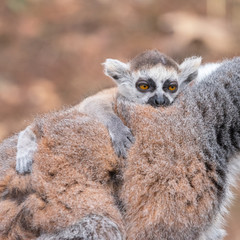 Cub on the back of an adult female ring-tailed lemur, side view