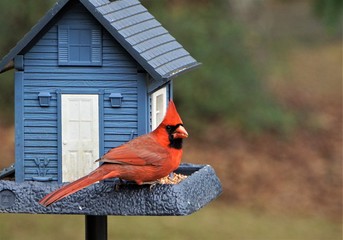 A single male cardinal bird is perching on the beautiful blue feeder enjoy eating and watching  on...
