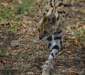 A cute and small Serval staring at us in a game reserve
