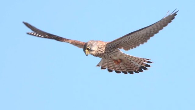 Common kestrel hovering in blue sky