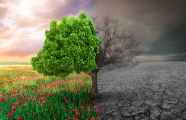ecological concept with tree and climate changing landscape