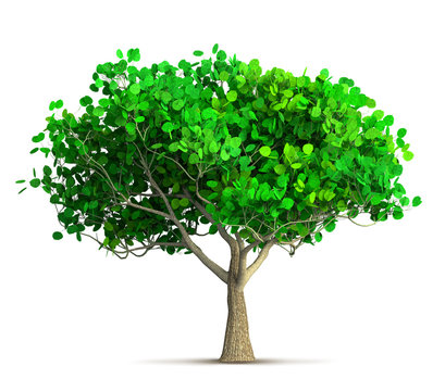 a spring tree isolated 3D illustration