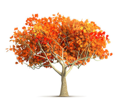 an orange autumn maple tree isolated 3D illustration