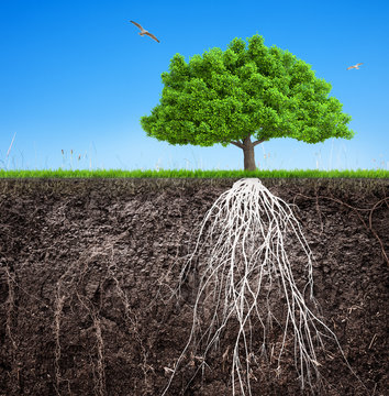 ф tree and soil with roots and grass 3D illustration