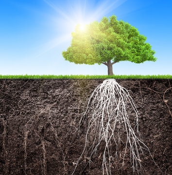 ф tree and soil with roots and grass 3D illustration