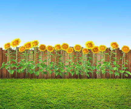 a grass and sunflowers at backyard, spring background