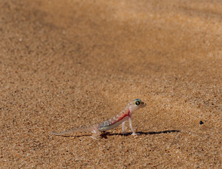 Gekko