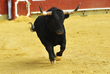 toro en españa