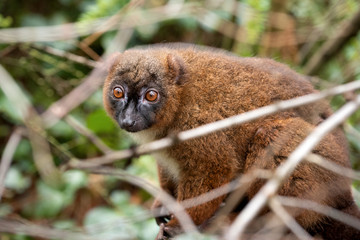 Portrait of an adult female red-bellied lemur sitting on a tree among the branches