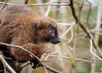 Portrait of an adult female red-bellied lemur Portrait of a female sitting on a tree and chewing a branch
