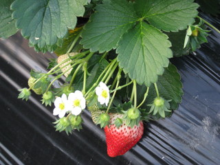 ビニールハウスで栽培中のいちご