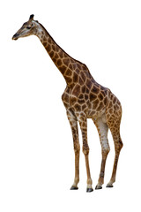 Giraffe on White isolated backgriund with clipping path