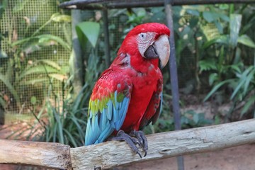 Red Macaw