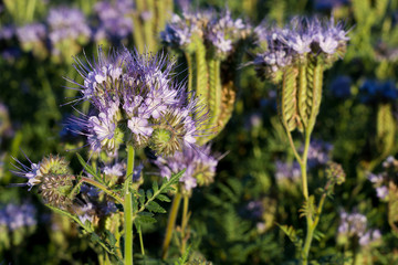 Phacelia, herbaceous bush of the family Boraginaceae, honey plant, green manure. Close-up.