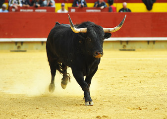fighting bull in spain