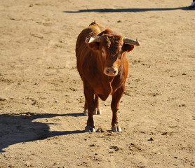 toro en españa corriendo en una plaza de toros con grandes cuernos