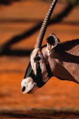 Oryx