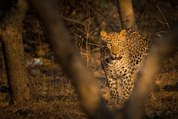 An early morning encounter with a ghost or one of the most elusive animal of the jungle at Ranthambore National Park, India	