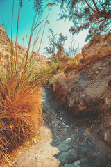 Oasis in desert, Ein Gedi nature reserve. Israel