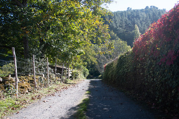 Vista de un camino verde