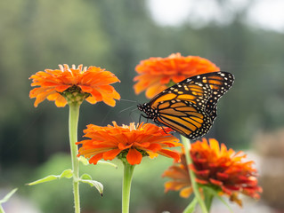 Monarch butterfly (Danaus plexippus) stops to feed on orange zinnia while migrating south at the end of summer. 